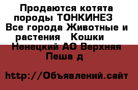 Продаются котята породы ТОНКИНЕЗ - Все города Животные и растения » Кошки   . Ненецкий АО,Верхняя Пеша д.